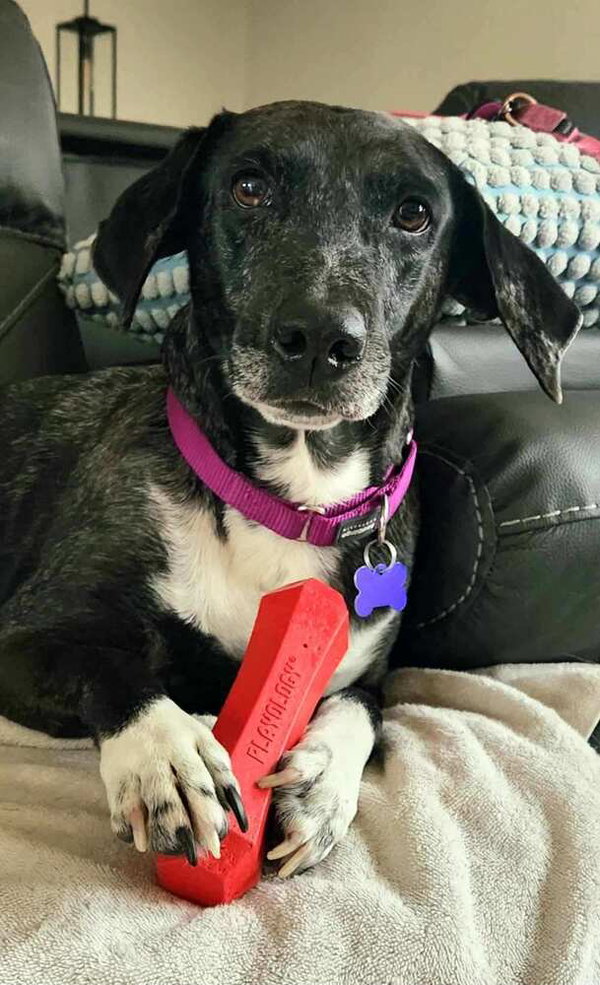 Pepper