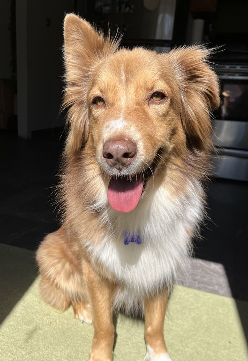 Ivy, an adoptable Australian Shepherd in Oak Bluffs, MA