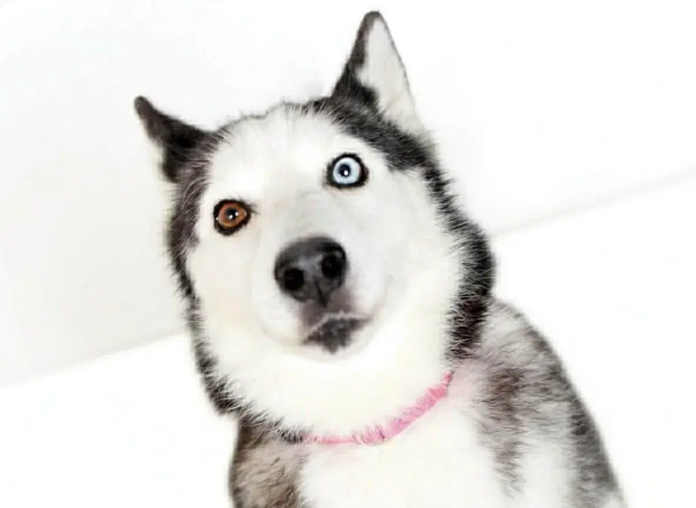 Hanny image 4