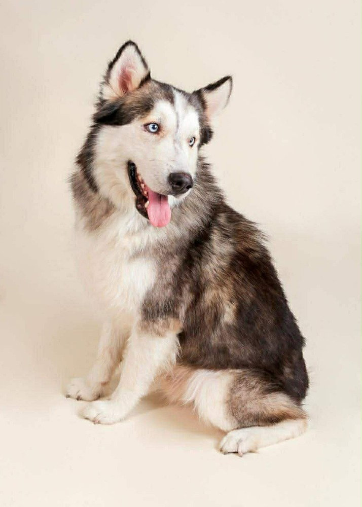 Lobo Image