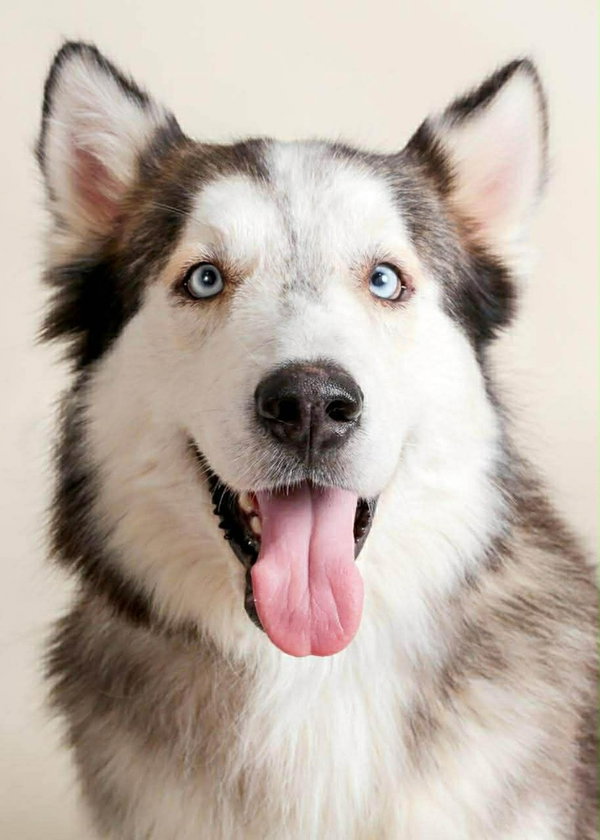 Lobo
