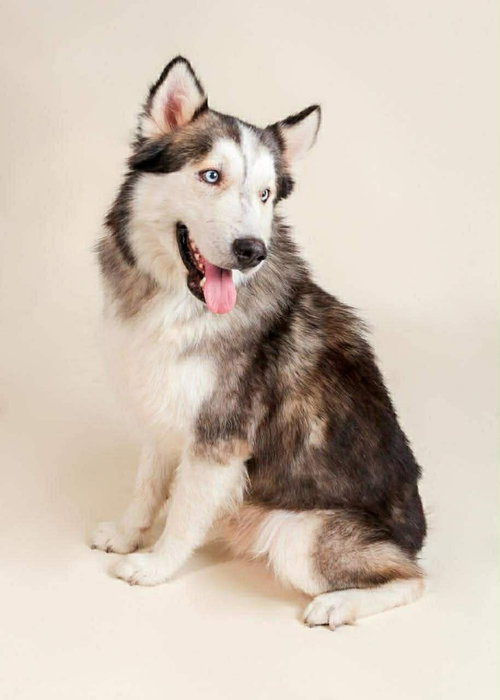 Lobo, an adoptable Alaskan Malamute in Oak Bluffs, MA