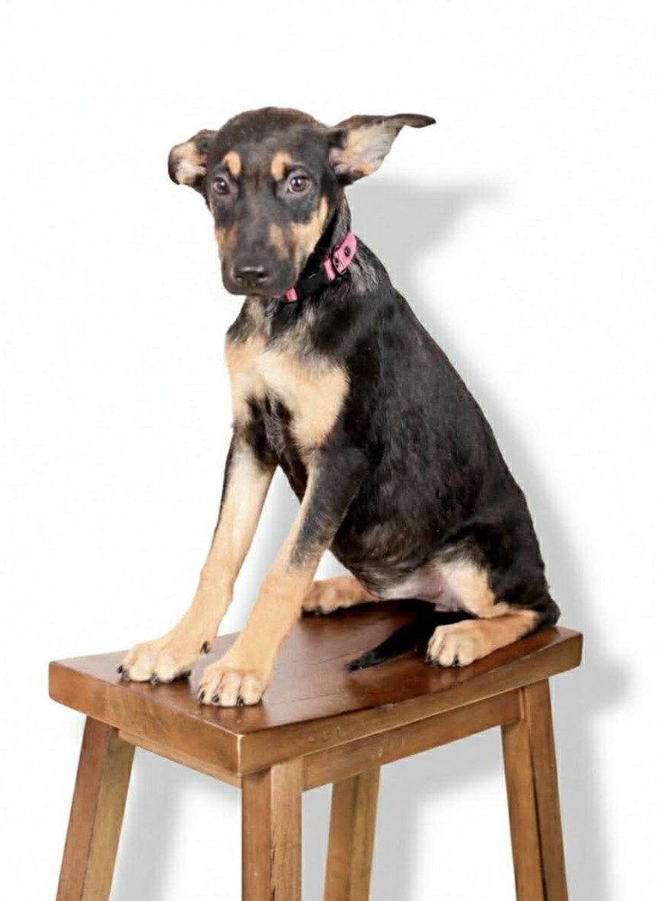Cocoa Image