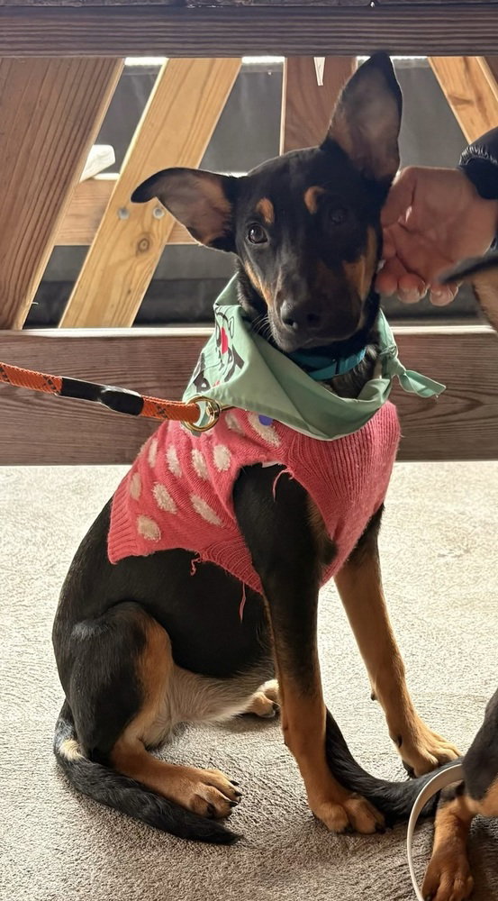 Cocoa