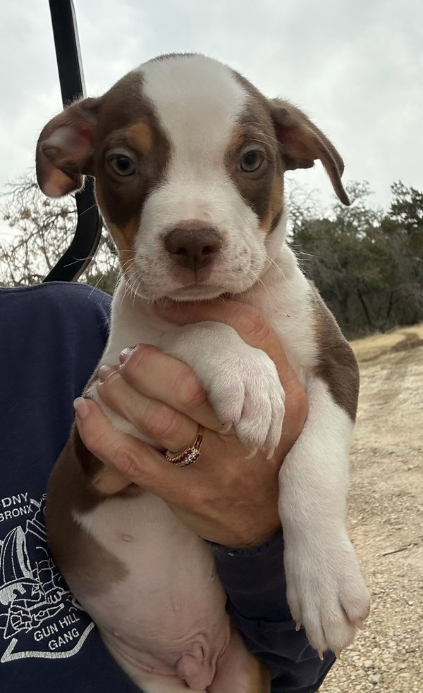 Copper