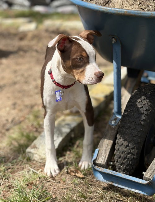 Copper, an adoptable Cattle Dog in Oak Bluffs, MA