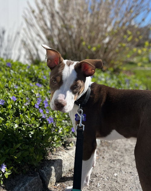 Copper, an adoptable Cattle Dog in Oak Bluffs, MA