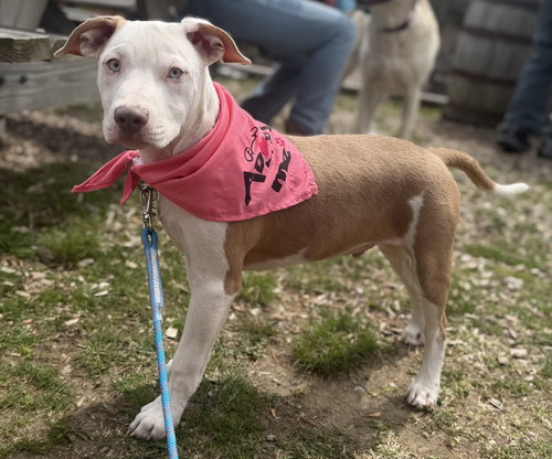 Vas, an adoptable Cattle Dog in Oak Bluffs, MA