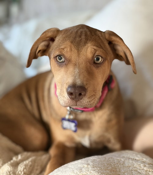 picture of the dog needing adoption