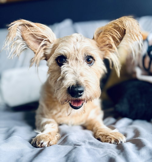 George, an adoptable Terrier in Oak Bluffs, MA