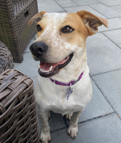 Plan B, an adoptable Australian Cattle Dog in Oak Bluffs, MA