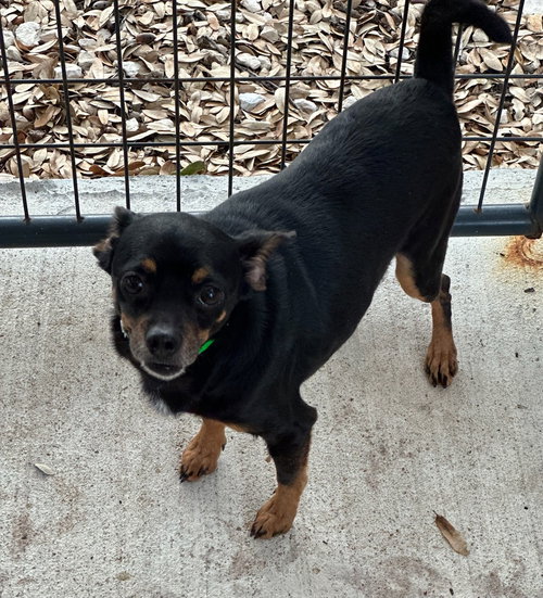 King Tut, an adoptable Chihuahua in Oak Bluffs, MA