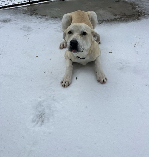 Polar Bear, an adoptable Anatolian Shepherd in Oak Bluffs, MA