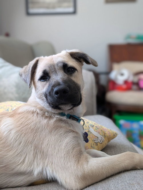 Wickham, an adoptable Great Pyrenees in Oak Bluffs, MA
