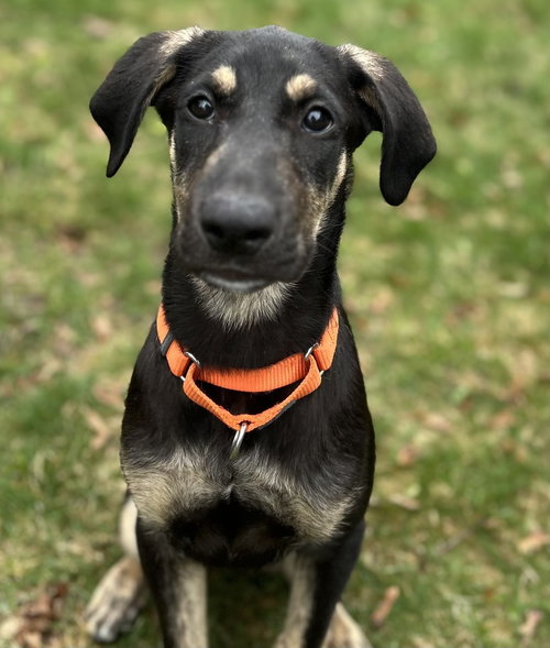 picture of the dog needing adoption