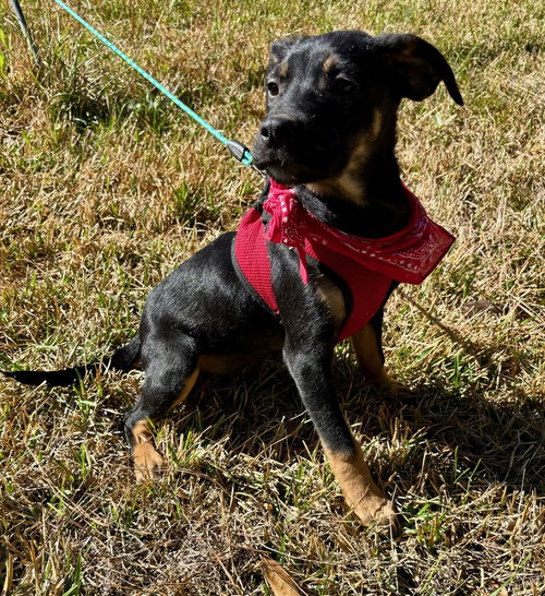 picture of the dog needing adoption