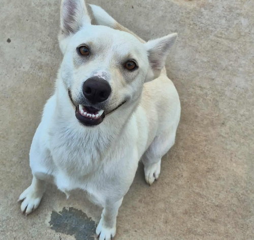 Josie, an adoptable German Shepherd Dog in Oak Bluffs, MA
