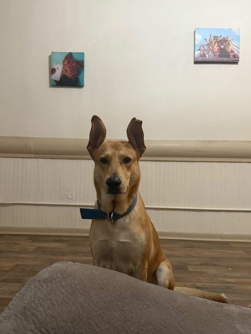 picture of the dog needing adoption