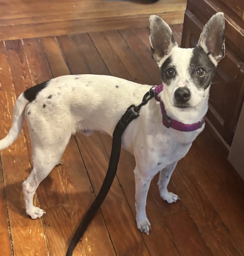 Cinder, an adoptable Rat Terrier in Oak Bluffs, MA