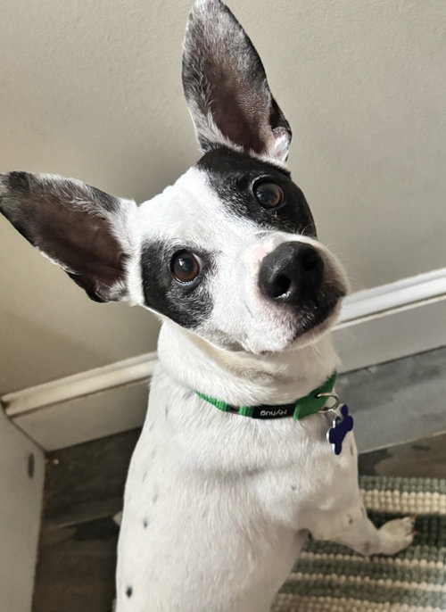 Cinder, an adoptable Rat Terrier in Oak Bluffs, MA