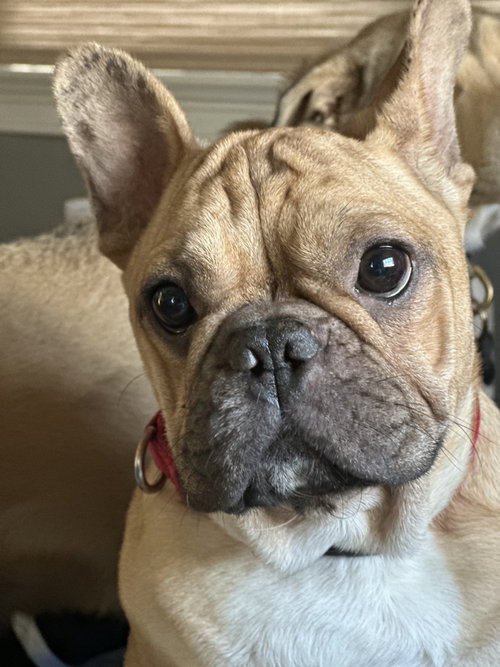 Dreaux, an adoptable French Bulldog in Oak Bluffs, MA
