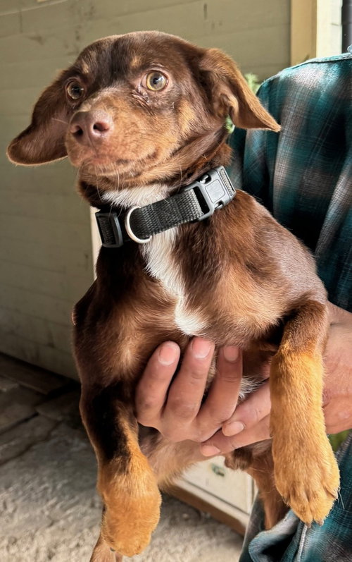 Brownie, an adoptable Chihuahua in Oak Bluffs, MA