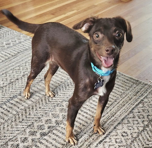 Brownie, an adoptable Chihuahua in Oak Bluffs, MA