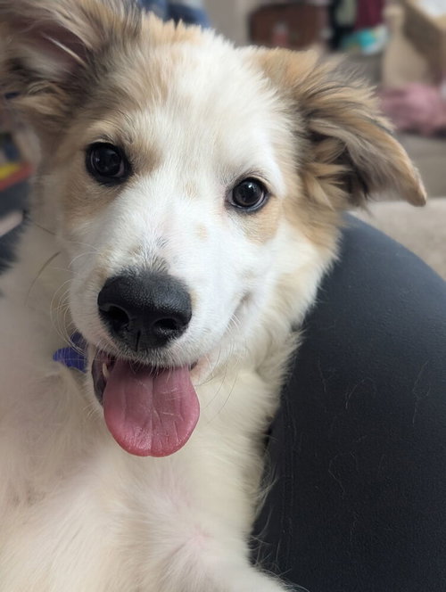 Bingley, an adoptable Great Pyrenees in Oak Bluffs, MA