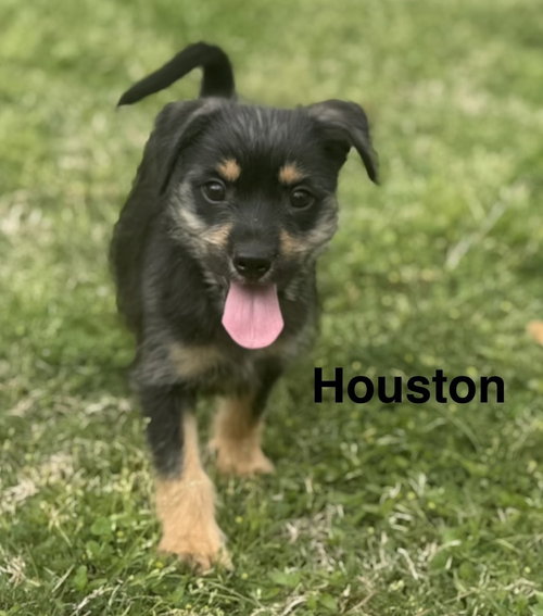 Houston, an adoptable Terrier in Oak Bluffs, MA