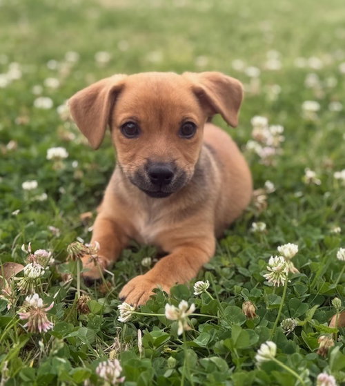 Dallas, an adoptable Terrier in Oak Bluffs, MA