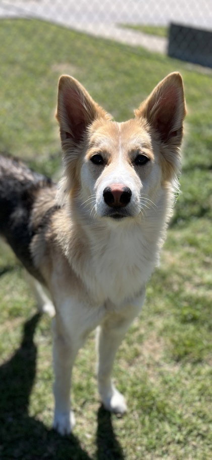 Rosey, an adoptable Shepherd in Oak Bluffs, MA