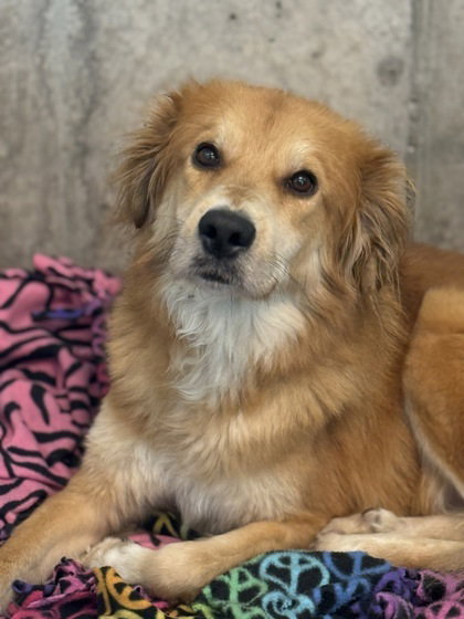 Charlie, an adoptable Golden Retriever in Oak Bluffs, MA