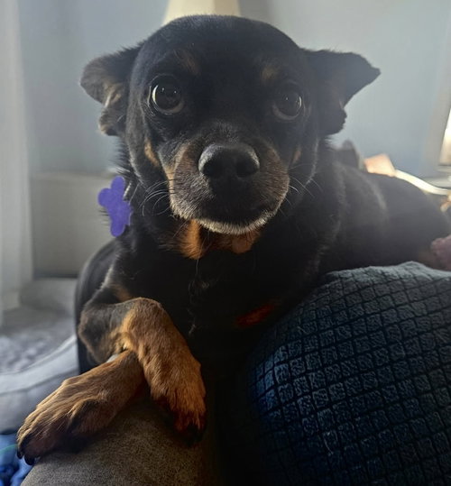 King Tut, an adoptable Chihuahua in Oak Bluffs, MA