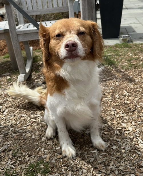 Tortilla, an adoptable Australian Cattle Dog in Oak Bluffs, MA