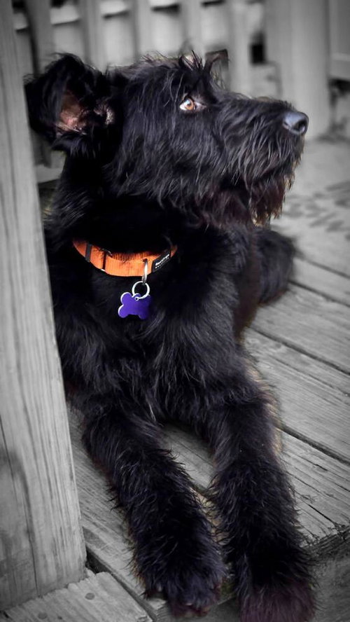 Phantom, an adoptable Giant Schnauzer in Oak Bluffs, MA