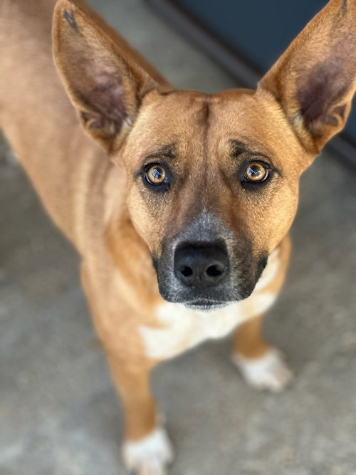Hope, an adoptable Cattle Dog in Oak Bluffs, MA