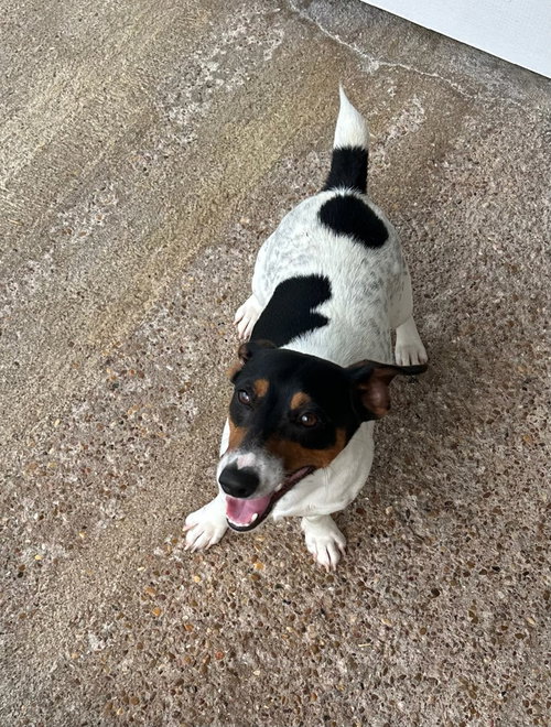 Ren, an adoptable Jack Russell Terrier in Oak Bluffs, MA