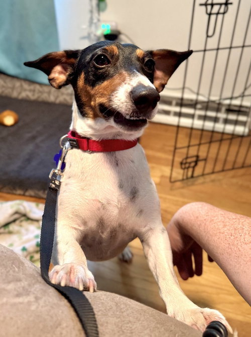 Ren, an adoptable Jack Russell Terrier in Oak Bluffs, MA