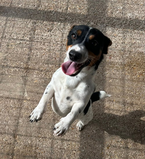 Stimpy, an adoptable Jack Russell Terrier in Oak Bluffs, MA
