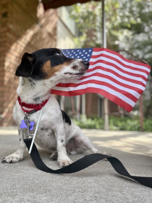 Stimpy, an adoptable Jack Russell Terrier in Oak Bluffs, MA