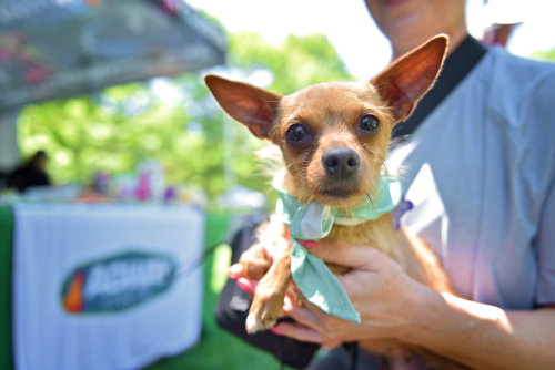 Big Bertha, an adoptable Chihuahua in Oak Bluffs, MA