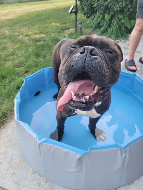 Tank, an adoptable Bulldog in Oak Bluffs, MA