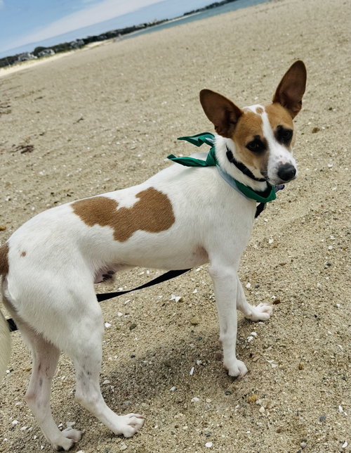 Terry, an adoptable Terrier in Oak Bluffs, MA