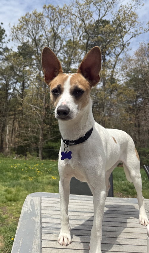 Terry, an adoptable Terrier in Oak Bluffs, MA