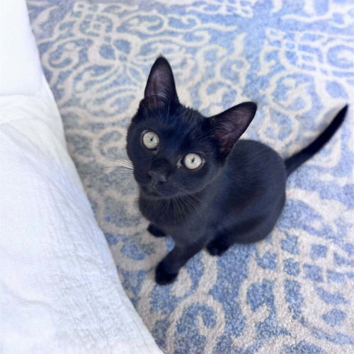 Clove, Baby Domestic Short Hair (short coat), cat for adoption in Fall River, Massachusetts