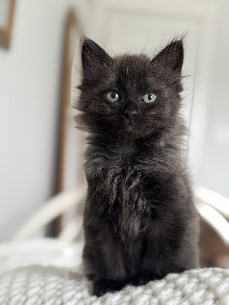 Truffle