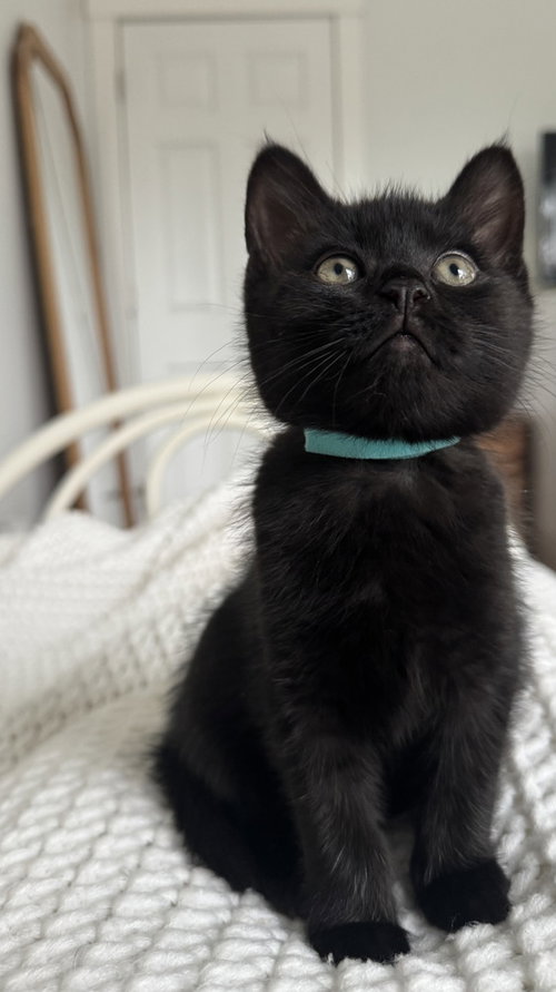 Licorice, an adoptable Domestic Short Hair in Oak Bluffs, MA