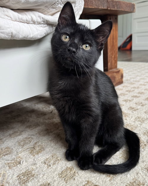 Licorice, Baby Domestic Short Hair (short coat), cat for adoption in East Providence, Rhode Island