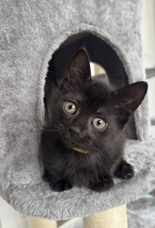 Pepper, an adoptable Domestic Short Hair in Oak Bluffs, MA