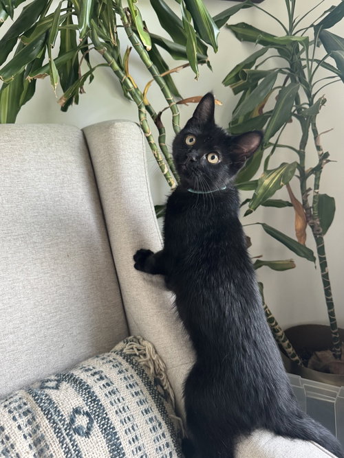 Pepper, Baby Domestic Short Hair (short coat), cat for adoption in East Providence, Rhode Island
